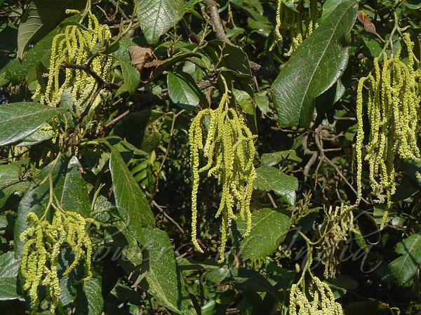 Nepal Alder